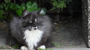 Rüzgarda bir bahçe bankının altında oturan siyah beyaz bir kedinin videosu. Huzur Sığınağı: Bahçenin Altında Dinlenen Kedi