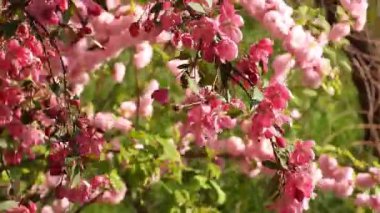 Bahçede açan pembe çiçekli bir elma ağacının (Kırmızı Splendor), bahar esintisinde sallanan çiçeklerin videosu. Bahar Uyanışı: Elma Ağacı Çiçeği