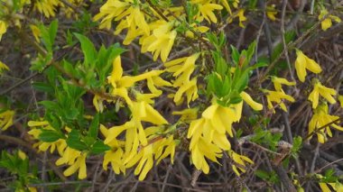 Güneşli bir günde Forsythia çiçeklerinin videosu. İlkbaharda doğal seçici odak, sarı çiçeklerle bulanık arka plan. Çiçek açan fındıklar. Güneşli Bahçe Sahnesinde Çiçek açan Forsythia