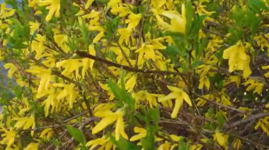 Güneşli bir günde Forsythia çiçeklerinin videosu. İlkbaharda doğal seçici odak, sarı çiçeklerle bulanık arka plan. Çiçek açan fındıklar. Güneşli Bahçe Sahnesinde Çiçek açan Forsythia