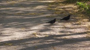 Gün batımında parkta yürüyen iki güvercinin videosu. Alacakaranlık Yürüyüşü: Muhabbet kuşları Park Yollarında Geziniyor