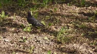 Şehirdeki yeşil çimenlikteki güvercinlerin videosu. Şehir Güvercinleri Yeşil Çimlerde Toplanıyor