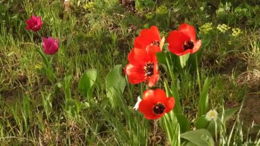 Çiçek tarhında açan ve hafif bir rüzgarda sallanan kırmızı lalelerin videosu. Kırmızı laleler Hafif Rüzgarda Zarif bir şekilde Dalgalanıyor