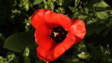 Bahçede rüzgarda sallanan kırmızı bir lale videosu. Bahar Rüzgarında Kırmızı Lale 'nin Zarif Dansı