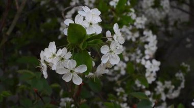 Yeşil çimlere ve mavi gökyüzüne karşı beyaz kiraz çiçeklerinin videosu. Doğal Kaynaklar Kanvası: Yeşil Çimene Karşı Beyaz Çiçekler