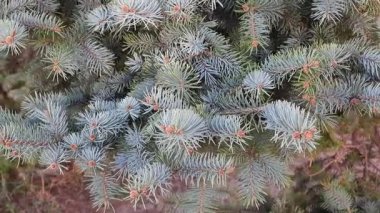 Orman Dinginliği: Güzel Uzun Çam İğneleri. Yeşil çam iğneleri arka plan dokusu. Çam ağacından yapılmış güzel uzun yeşil iğnelerin makro videosu. Doğal yeşilliğin özgün dokusu. 