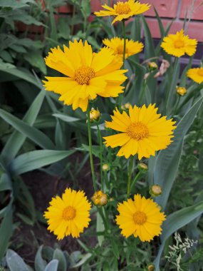 Dalgalı taç yaprakları ve parlak sarı merkezleri olan canlı sarı koreopsis çiçekleri kümesi. Yeşilliğin ortasında büyüyorlar. Arka planda geniş ve sivri yapraklar var.