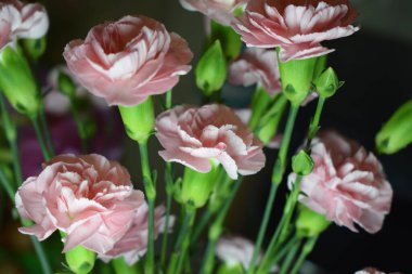 Pembe ve beyazın çeşitli tonlarında narin taç yaprakları olan birkaç pembe karanfilin yakın çekimi. Bulanık arkaplan ön plandaki çiçeklere odaklanmayı vurguluyor