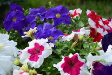 Farklı petunya renkleriyle dolu bir çiçek yatağı. Çiçekler tamamen çiçek açmış, beyaz, kırmızı, pembe, mor, leylak tonlarını sergiliyorlar. Yaprakların yeşilliği parlak renklerle çelişiyor.