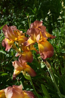 Geniş, renkli yapraklarla çiçeklerin açtığı yakın plan bir manzara. Çiçeklerde sarı ve kırmızımsı renklerin karışımı ve karmaşık taç yaprağı detayları var. Renkli Çiçeklerin Yakın Çekimi