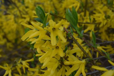 Güneşli bir günde Forsythia çiçekleri. Doğa yumuşak seçici odak bahar aylarında sarı florets ile arka plan bulanık. Çiçek açan forsythia
