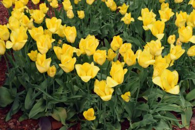 Sarı lalelerle dolu yoğun bir tarla, hepsi uyum içinde çiçek açıyor. Çiçekler canlı renkleri için öne çıkarlar ve koyu yeşil yapraklarla çevrelenerek hoş bir görsel kontrastı oluştururlar. Düzenleme doğal ve bereketli bir ortamı yansıtıyor.