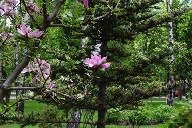 Ön planda manolya ağacı olan doğal bir ortam. Çiçekler pembe ve yaprakların canlı yeşiliyle ve orman zeminiyle çelişiyor. Bitmeyen yeşil ve yaprak döken ağaçların bir karışımı, dingin ve yeşil bir çevre yaratıyor.