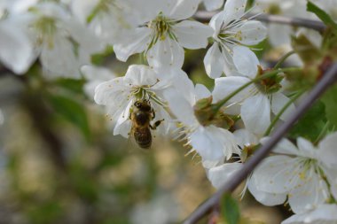 Beyaz çiçek kümesindeki bir arı görüntüsü. Çiçeklerin narin beyaz taç yaprakları ve sarı pudingleri vardır. Arka plan benzer beyaz çiçeklerin bulanıklığı, bir bahçe ya da çiçek açan bir ağacı işaret ediyor.