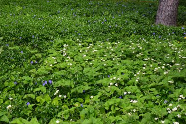Toprağı kaplayan yoğun bir bitki örtüsü. Ağırlıklı olarak yeşil yapraklar ve mavi ve beyaz tonlarda çiçekler bitki örtüsü boyunca dağılmıştır. Bölge düşük büyüyen bitkilerle dolu.