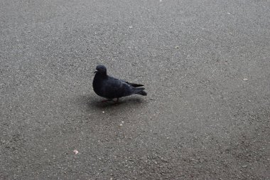 Gri asfaltta bir güvercin duruyor. Kuşun gri, beyaz, siyah ve yanardöner yeşil tüyleri vardır. Pembe ayaklar görülebilir ve yere saçılmış küçük enkaz parçaları var..