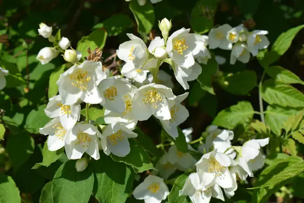 Yeşil yapraklarla çevrili sarı merkezli yasemin çiçeklerinin yakın plan görüntüsü. Arkaplan biraz bulanık, parlak beyaz çiçeklere odaklanıyor.