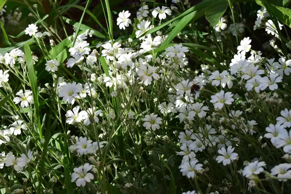 Her biri beş yapraklı küçük beyaz çiçek kümesi (cerastium biebersteinii). Çiçeklerin sarı bir merkezi vardır ve yeşil yapraklarla çevrilidir. Birbirlerine yakın büyüyorlar gibi görünüyor, tipik toprak örtüsü bitkileri ya da süs bahçeleri gibi.