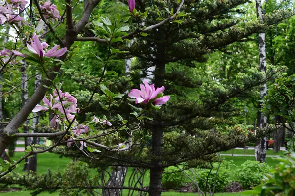 Ön planda manolya ağacı olan doğal bir ortam. Çiçekler pembe ve yaprakların canlı yeşiliyle ve orman zeminiyle çelişiyor. Bitmeyen yeşil ve yaprak döken ağaçların bir karışımı, dingin ve yeşil bir çevre yaratıyor.