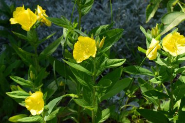 Ranunculus acris (çayırçiçeği, uzun düğün çiçeği, dev düğün çiçeği). Yeşil çimen arka planında, Ortak Düğünçiçeği sarı çiçekleri yakın plan. Seçici odak, bulanık arkaplan.