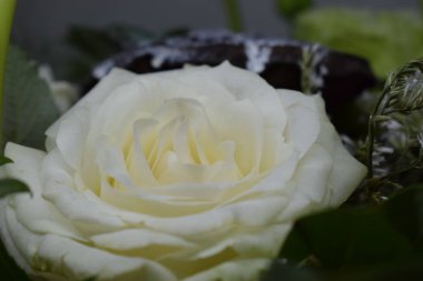 Çiçek açmış beyaz bir gülün narin güzelliği karmaşık taç yapraklarını ve yumuşak, kremsi renklerini gözler önüne seriyor. Gülün yaprakları katmanlı ve ortaya doğru yumuşak bir krema rengi sergiliyor.,