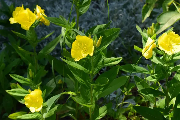 Ranunculus acris (çayırçiçeği, uzun düğün çiçeği, dev düğün çiçeği). Yeşil çimen arka planında, Ortak Düğünçiçeği sarı çiçekleri yakın plan. Seçici odak, bulanık arkaplan.