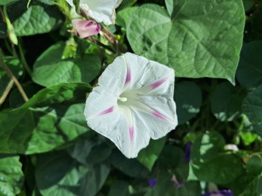 Pembe çizgileri olan, yemyeşil yapraklarla çevrili beyaz bir hipomeia çiçeğinin yakın çekimi. Çiçek tam çiçekleniyor ve yapraklar parlak güneş ışığı altında sağlıklı ve canlı görünüyor..