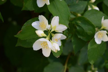 Yeşil yapraklarla çevrili sarı kestaneli beyaz yasemin çiçekleri. Narin taç yaprakları tamamen çiçek açmış. Yaprakların dokusunu ve canlı renkleri aydınlatıyor.