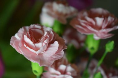 Pembe ve beyazın çeşitli tonlarında narin taç yaprakları olan birkaç pembe karanfilin yakın çekimi. Bulanık arkaplan ön plandaki çiçeklere odaklanmayı vurguluyor