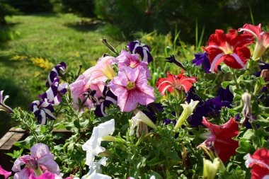 Canlı ve renkli bir çiçek bahçesi. Çiçek açan farklı türde petunyaların olduğu. Çiçekler mor, kırmızı, beyaz ve pembe gibi çeşitli renkler sergilerler ve bazıları çizgili desenlere sahiptir.