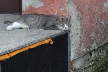 Beton bir yüzeyin kenarında yatan gri ve beyaz bir kedi. Arka planda soyulmuş boyalı yıpranmış bir duvar, birden fazla katman ve doku var. Kedi rahatladı ve kameraya bakıyor.