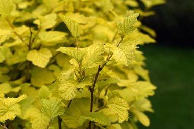 Resim parlak sarı yaprakların yoğun yapraklarını gösteriyor. Yapraklar biraz tırtıklı kenarları olan uzatılmış bir şekle sahiptir ve örtüşerek yoğun bir bitki örtüsü oluştururlar. Arka planda soluk mavi bir çit görülebilir.