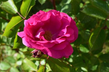 Yeşil yapraklarla çevrili, çiçek açmış parlak pembe bir gül. Gül iyi tanımlanmış yapraklara sahiptir ve güneş ışığıyla aydınlanan doğal bir açık havada yetişir. Onun yanında henüz çiçek açmamış bir gül tomurcuğu görülebilir..