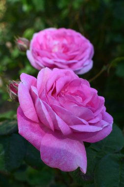 Açık pembe tonda iki gül, yeşil yaprakların arka planında duruyor. Güller çiçek açmış, yapraklarını sergiliyorlar. Yoğun ve düzenli bir şekilde sıralanmış..