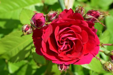 Kapalı tomurcuklar ve yeşil yapraklarla çevrili kırmızı bir gül. Çiçek iyi aydınlatılmış, canlı yapraklarını ve detaylı dokusunu vurguluyor..