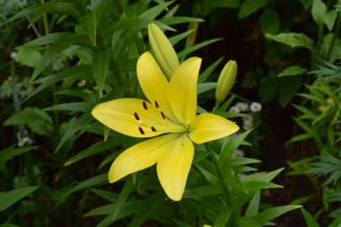 Canlı sarı bir zambak çiçeğinin çiçek açtığı yakın plan görüntüsü. Zambakta altı taç yaprağı var. Ortasında koyu kahverengi erkek köpekleri var. Çiçekler yeşil yapraklar ve diğer yapraklarla çevrili.