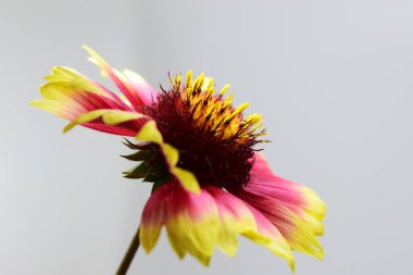 Gaillardia çiçeği, canlı renklerle ağırlıklı olarak pembe, sarı ve koyu kırmızı. Yapraklar çoğunlukla sarıdır ve pembe kenarları vardır ve dışa doğru kıvrımlıdır. Çiçeğin merkezi yukarı doğru uzanan sarı pudinglerle karanlıktır. Arkaplan odaklanmamış,
