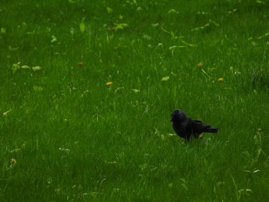 Bir karga (Coloeus monedula, Corvus monedula) yeşil çimlerde yürüyor. Görüntü, kuşu doğal bir ortamda yakalar, parlak siyah tüylerini ve çimenlerin canlı yeşil rengini vurgular.