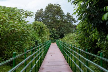 Kosta Rika 'daki Cano Negro Vahşi Yaşam Mültecisi' nde yoğun yeşillik boyunca tırabzanlarla yükseltilmiş yol.