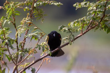 (Agelaius phoeniceus) perched on a branch at Cano Negro Wildlife Refuge, Costa Rica. clipart