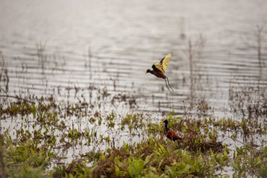 Two northern jacanas (Jacana spinosa) in Cano Negro Wildlife Refuge, Costa Rica. One bird is in flight while the other stands amidst aquatic vegetation clipart