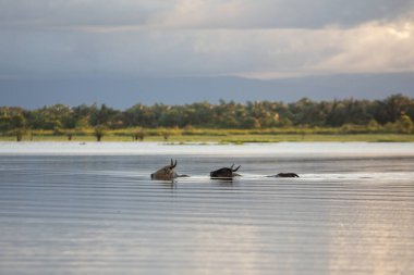 Cano Negro Vahşi Yaşam Sığınağı 'ndaki gölcüklerin manzarası. Arka planda Arenal Volkanı görülebiliyor. Bölgelerin doğal özellikleri ve biyolojik çeşitliliği gösteriliyor..
