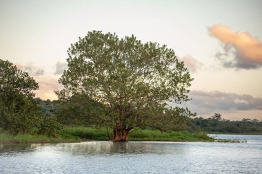 Cano Negro Vahşi Yaşam Sığınağı 'ndaki gölcüklerin manzarası. Arka planda Arenal Volkanı görülebiliyor. Bölgelerin doğal özellikleri ve biyolojik çeşitliliği gösteriliyor..