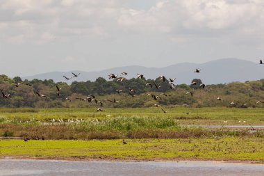 Cano Negro Vahşi Yaşam Sığınağı 'ndaki gölcüklerin manzarası. Arka planda Arenal Volkanı görülebiliyor. Bölgelerin doğal özellikleri ve biyolojik çeşitliliği gösteriliyor..