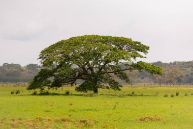 Frio Nehri Kosta Rika 'daki Cano Negro Vahşi Yaşam Sığınağı boyunca akar ve bulutlu bir gökyüzünün altındaki doğal manzarayı gözler önüne serer..