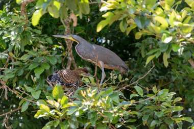 Frio Nehri Kosta Rika 'daki Cano Negro Vahşi Yaşam Sığınağı boyunca akar ve bulutlu bir gökyüzünün altındaki doğal manzarayı gözler önüne serer..