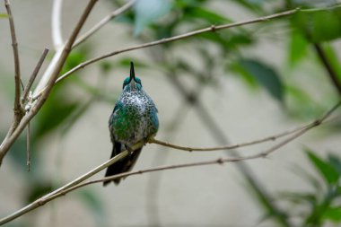 A green-crowned brilliant hummingbird perched on a branch in Costa Rica showcasing the countrys rich biodiversity and natural habitat clipart