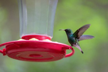 A coppery-headed emerald hummingbird (Microchera cupreiceps) hovers near a red feeder in a tropical setting in Costa Rica. clipart