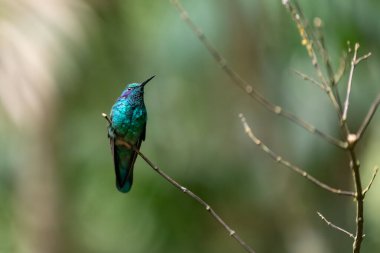 Küçük bir Menekşe sinekkuşu (Colibri siyanotus) Kosta Rika 'daki doğal ortamında bir dala tünemiştir..