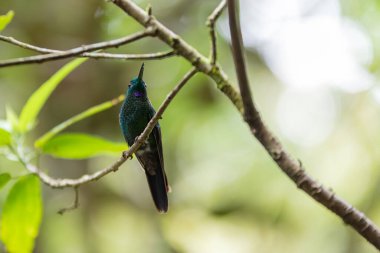 Kosta Rika 'da yemyeşil bir yaprak dalına tünemiş Yeşil Taç Parlak Sinekkuşu (Heliodoxa jacula).